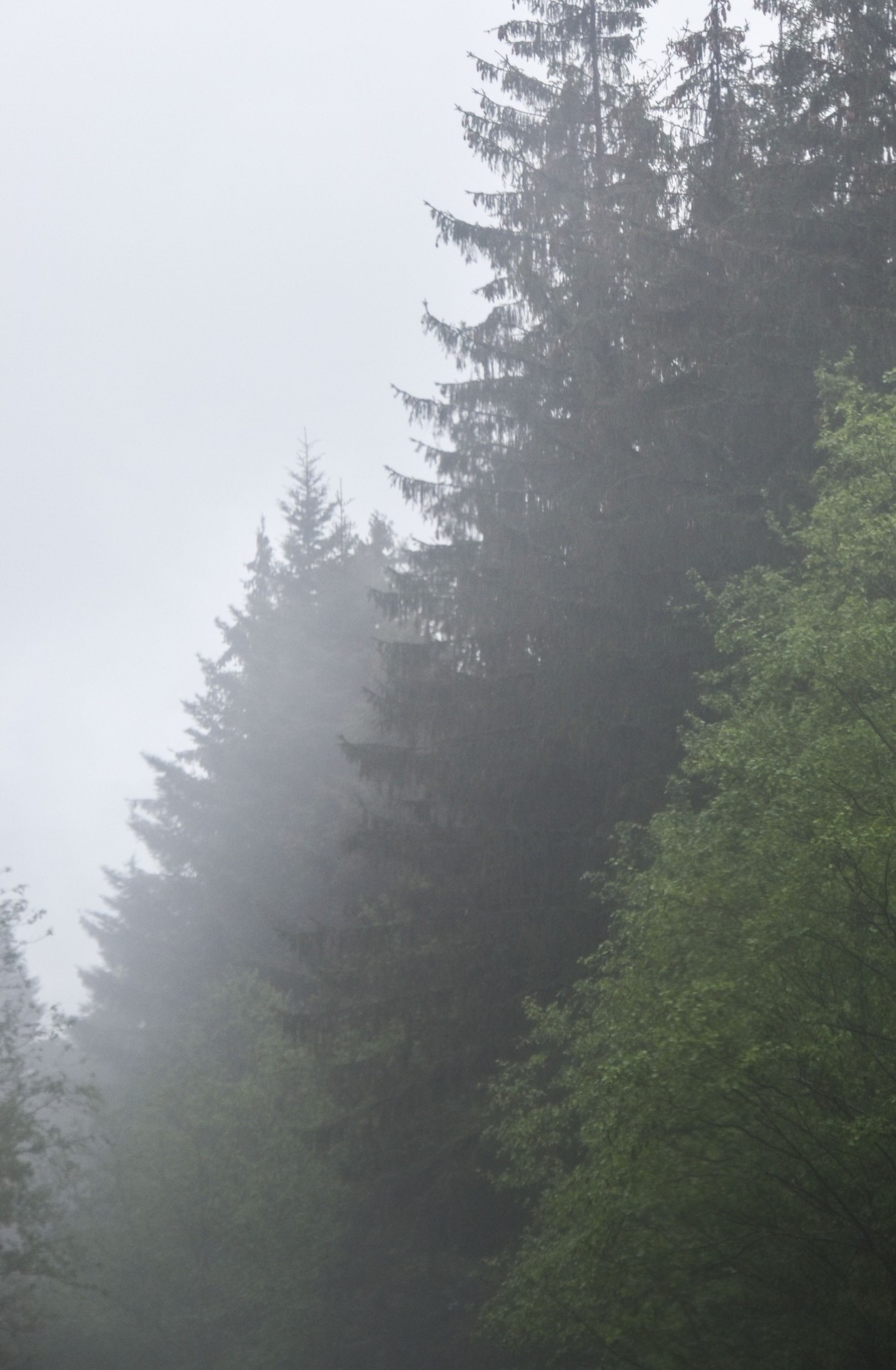 tapety mist, forest