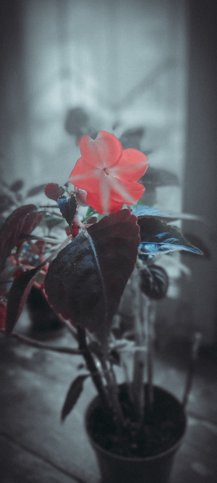 Balsamine