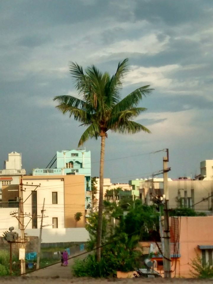 coconut tree
