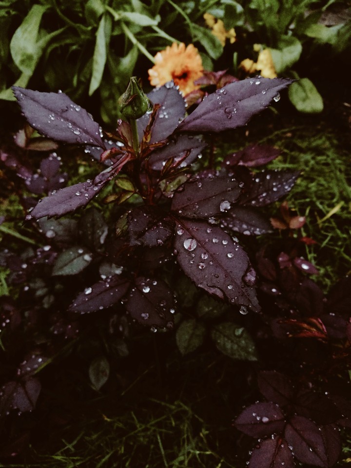 #flower