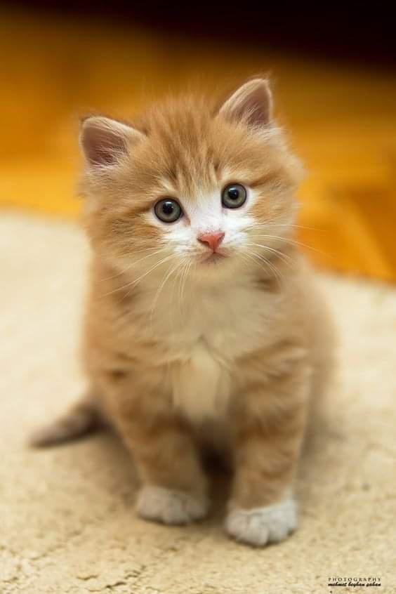 olha o gatinho