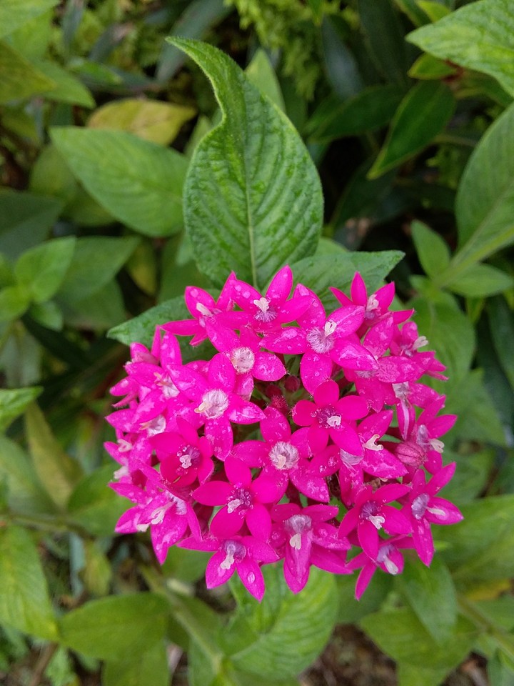 Flor magica
