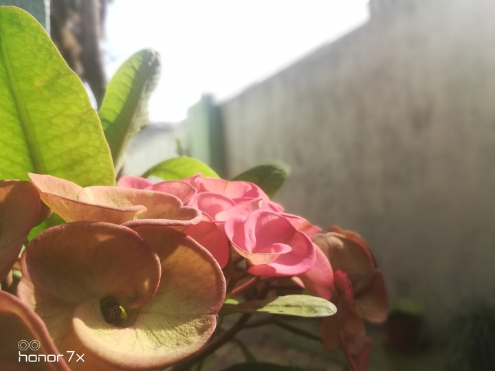 beautiful flowers