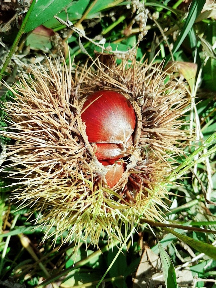 spring