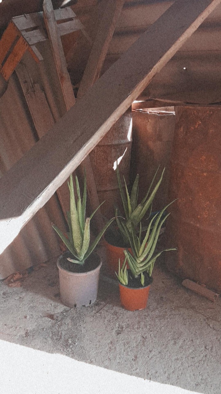 plants in garage