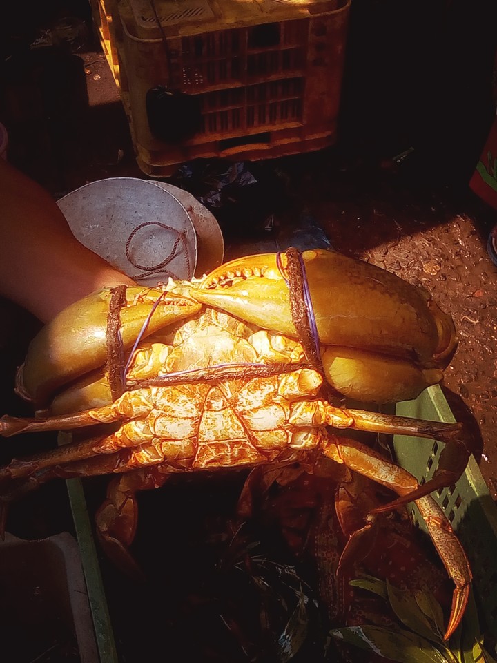 crab