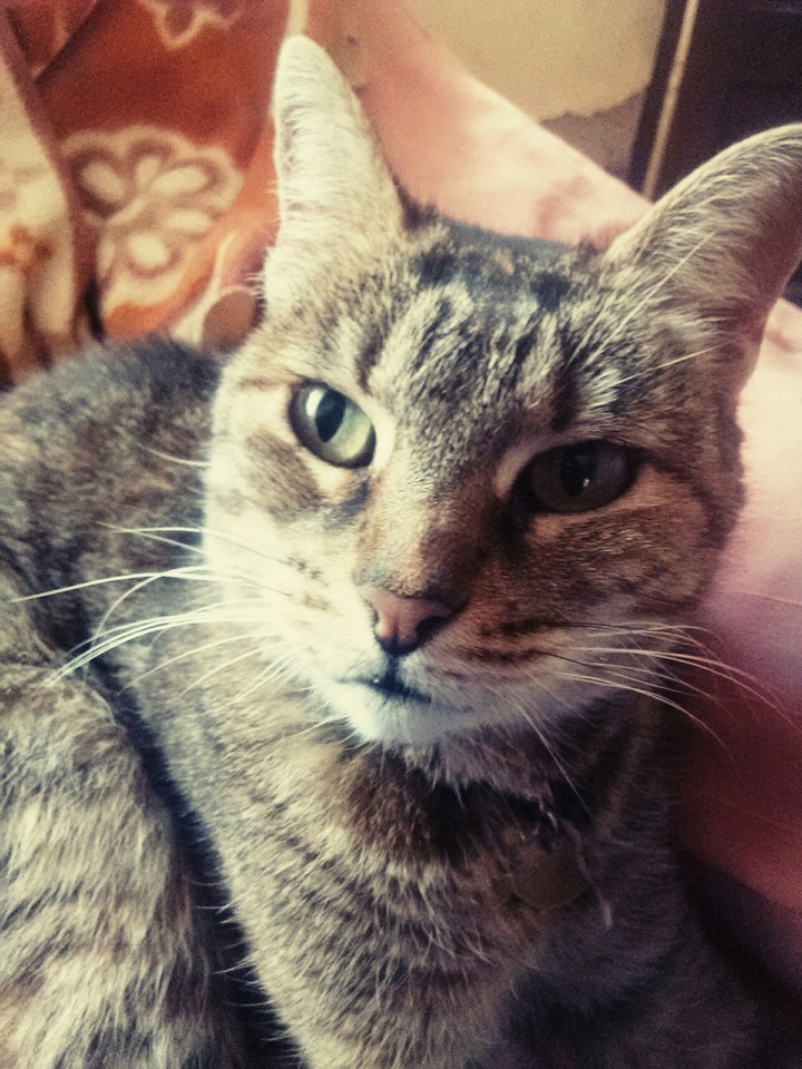 Franki