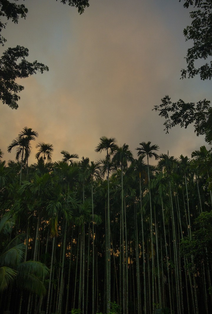 coconit trees