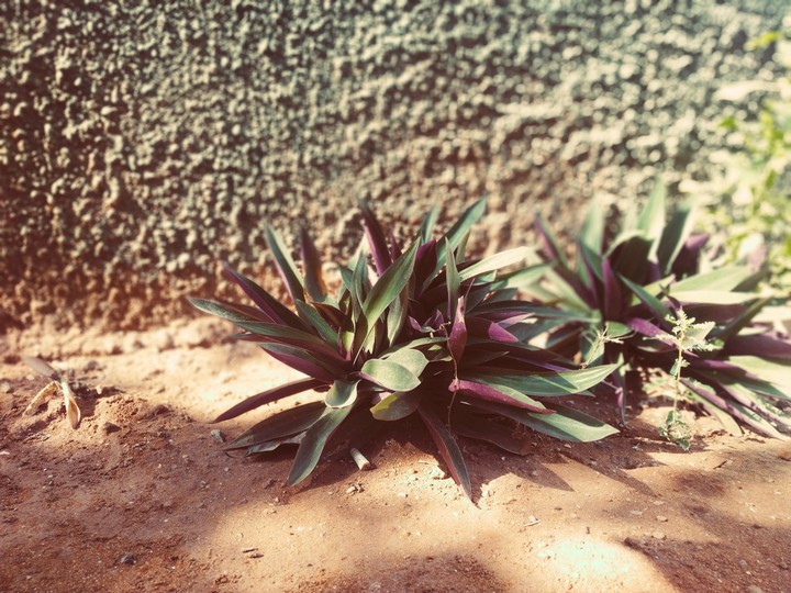 Nature??