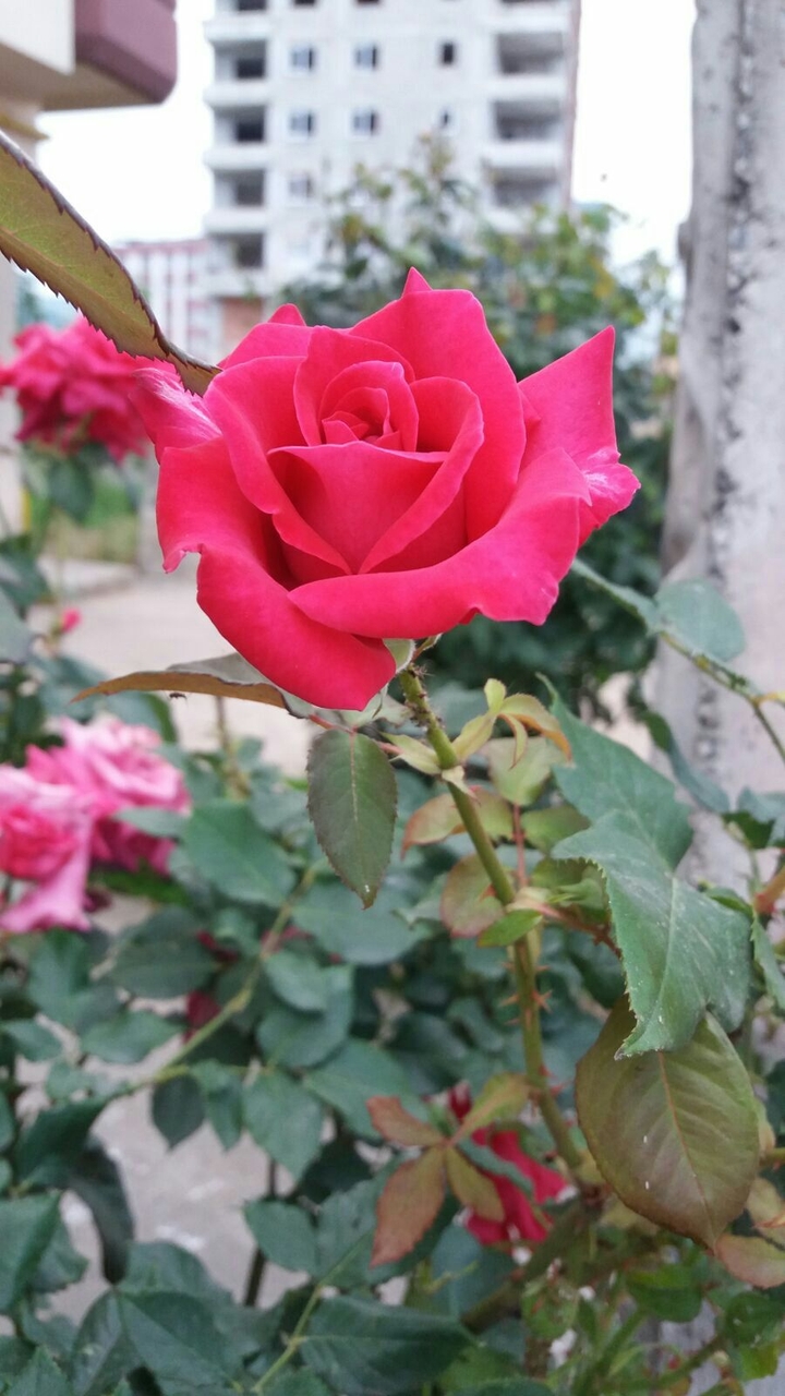 flower..