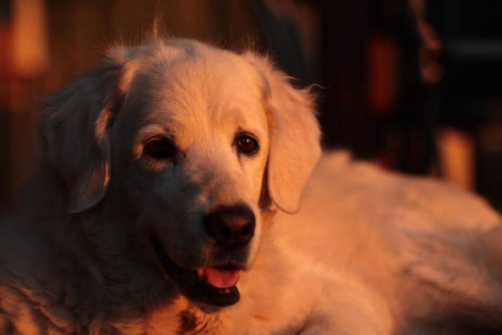 sunset dog