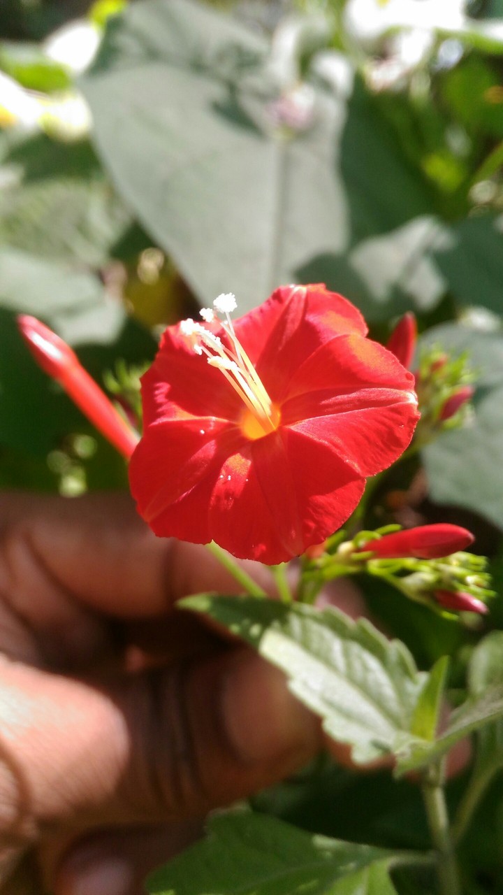 red flower