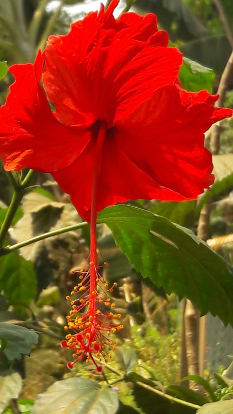 flower