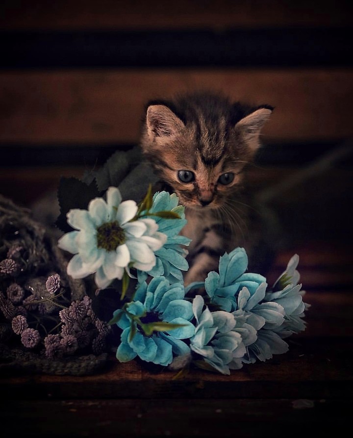 stilllife