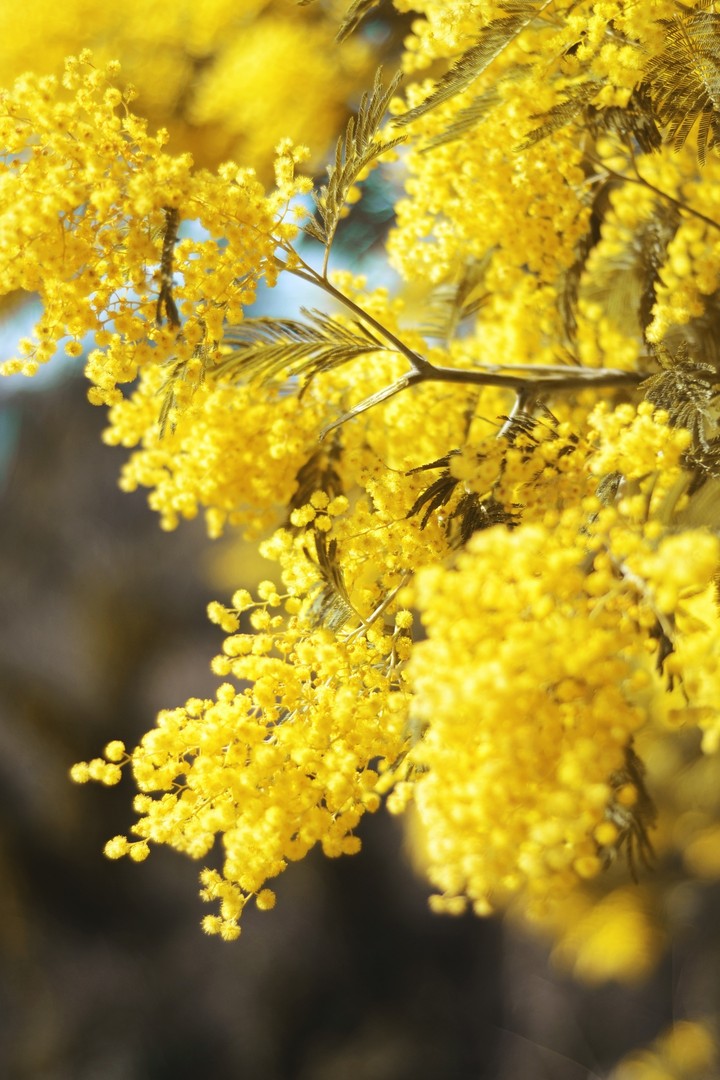 spring