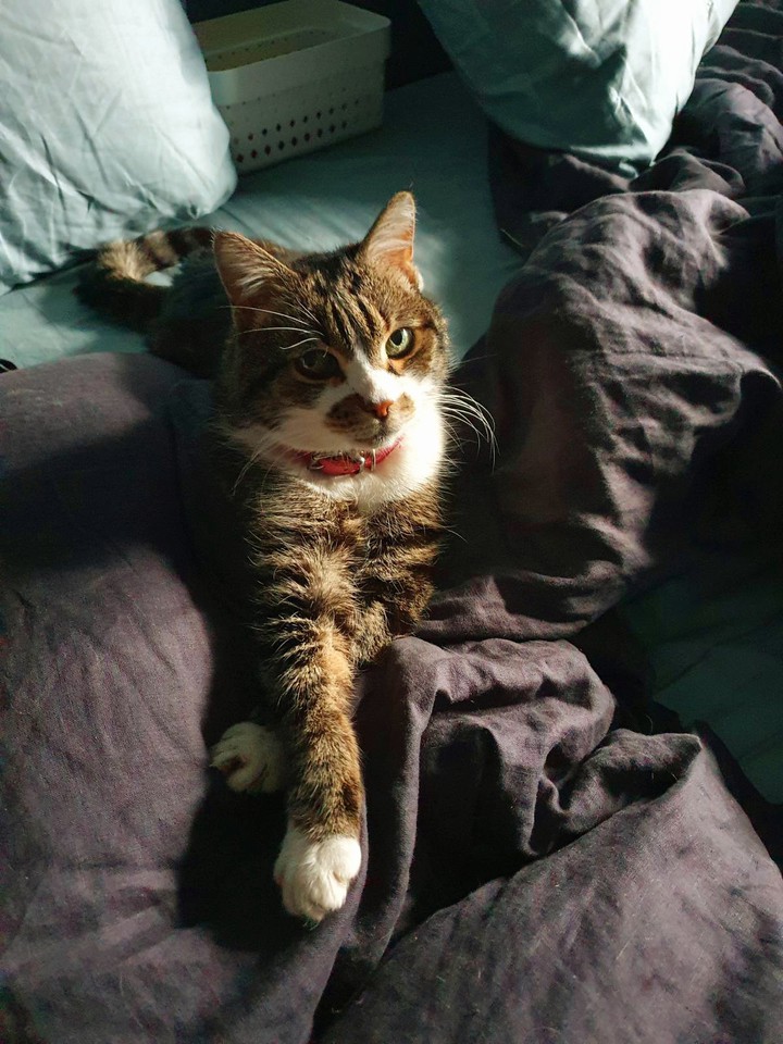 cat