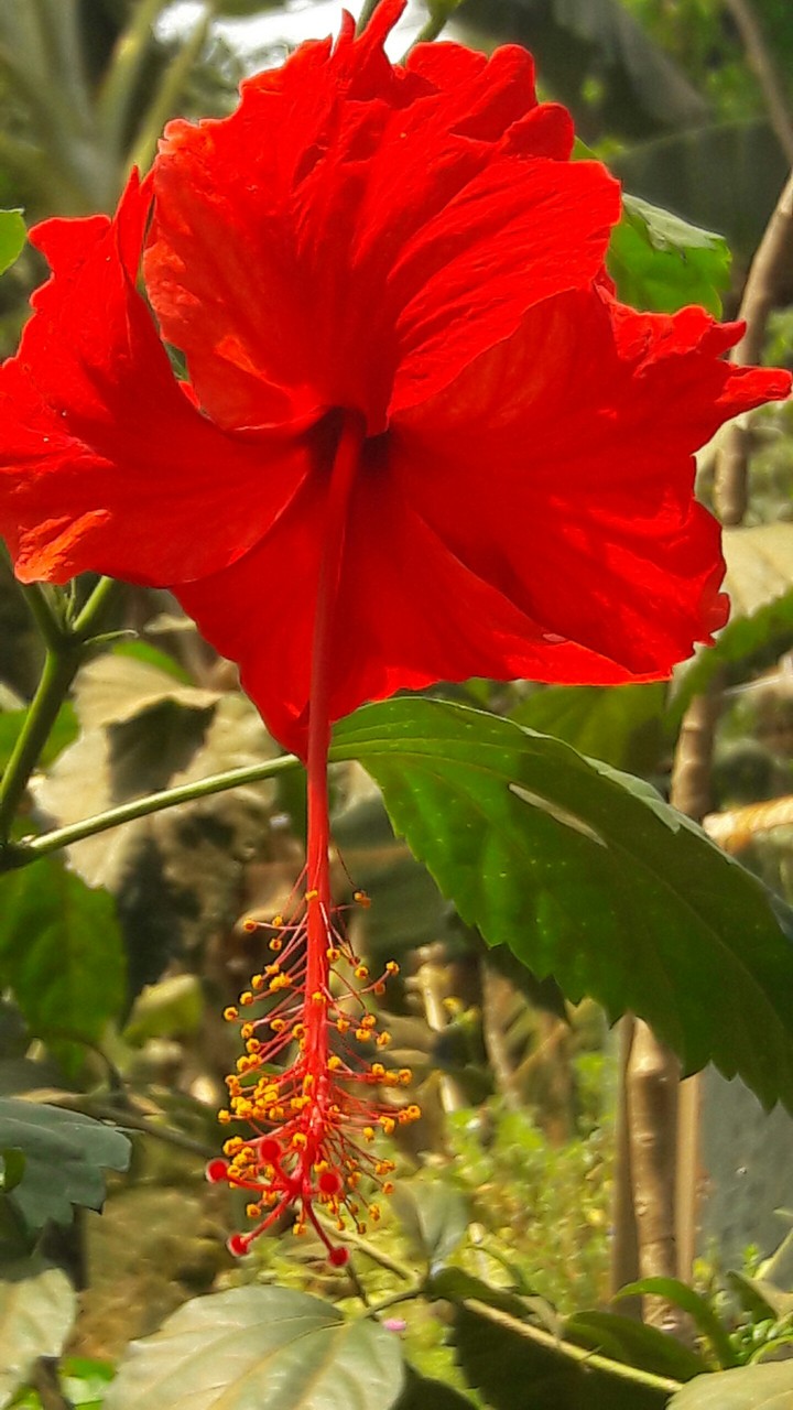 flower