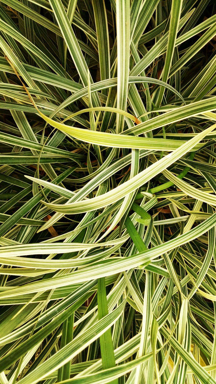 Leaves