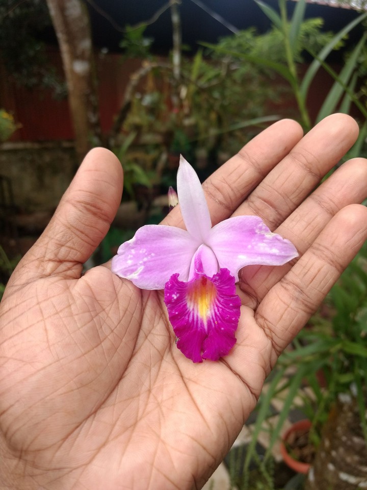 flower in my garden