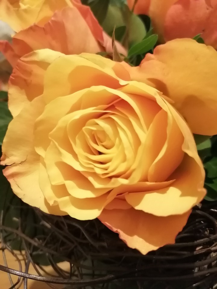 Blume