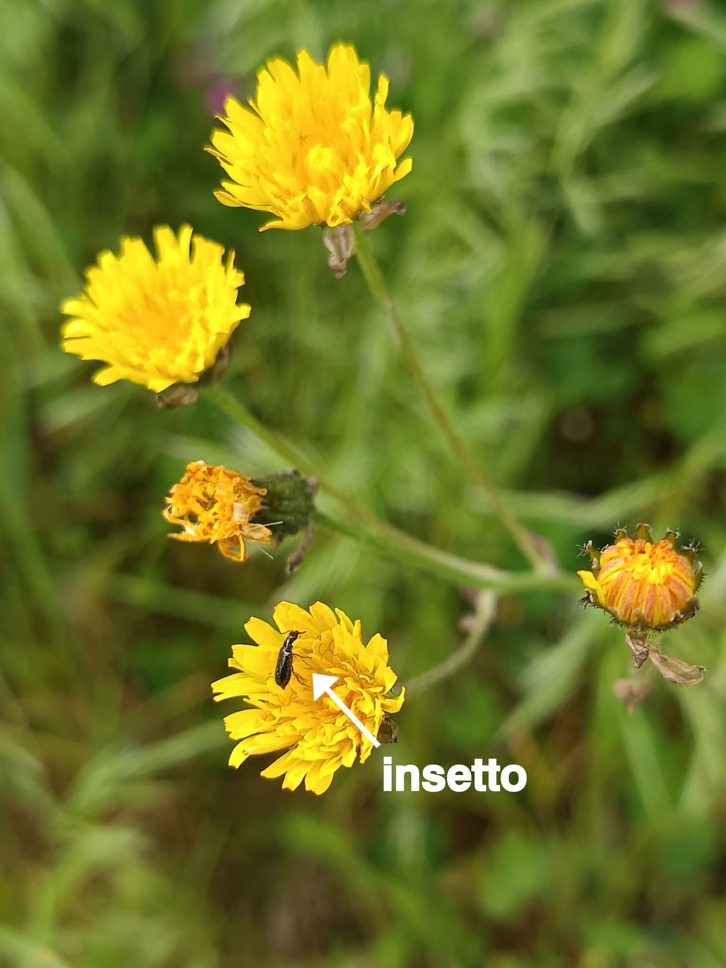 Insetto su fiore