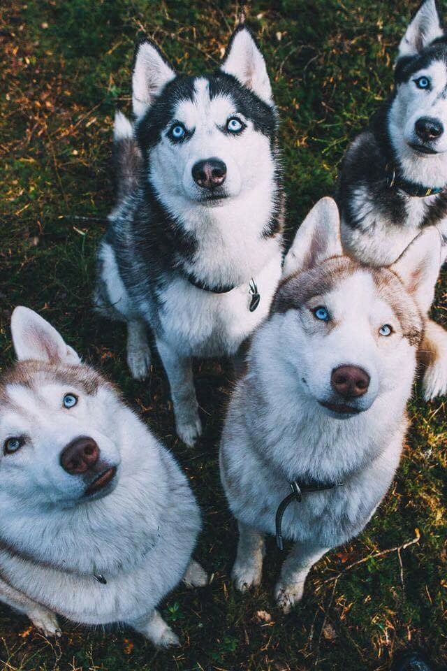 huskys