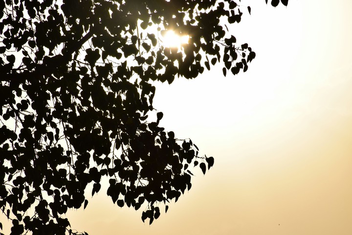 Leaves