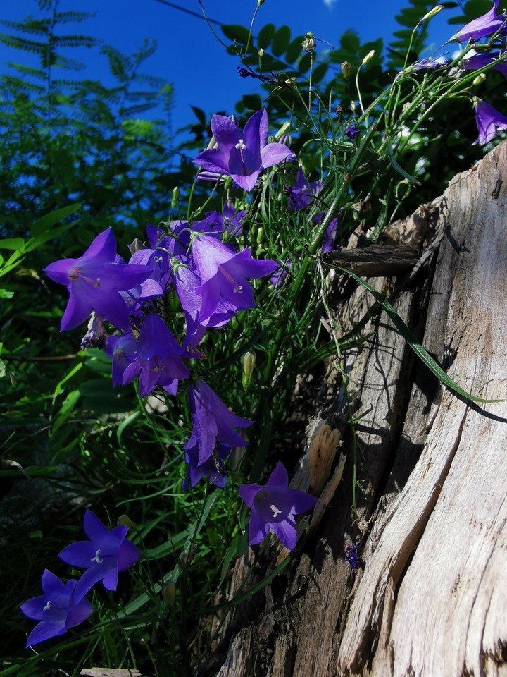 petite fleur