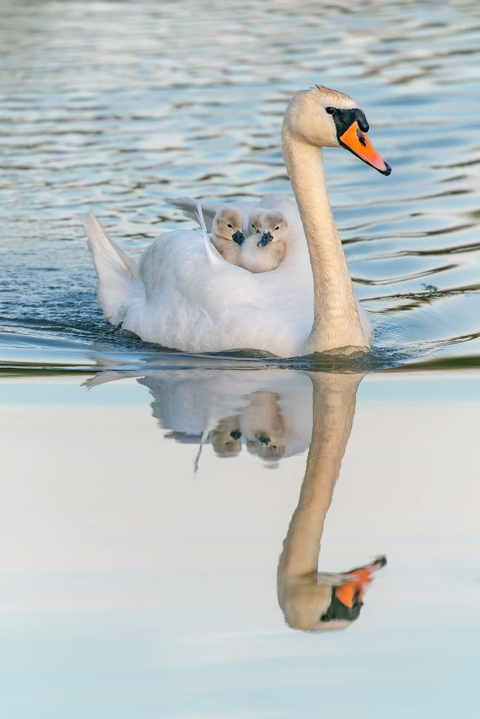 vertebrate, bird wallpapers