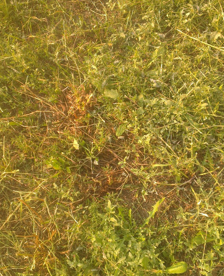 grass