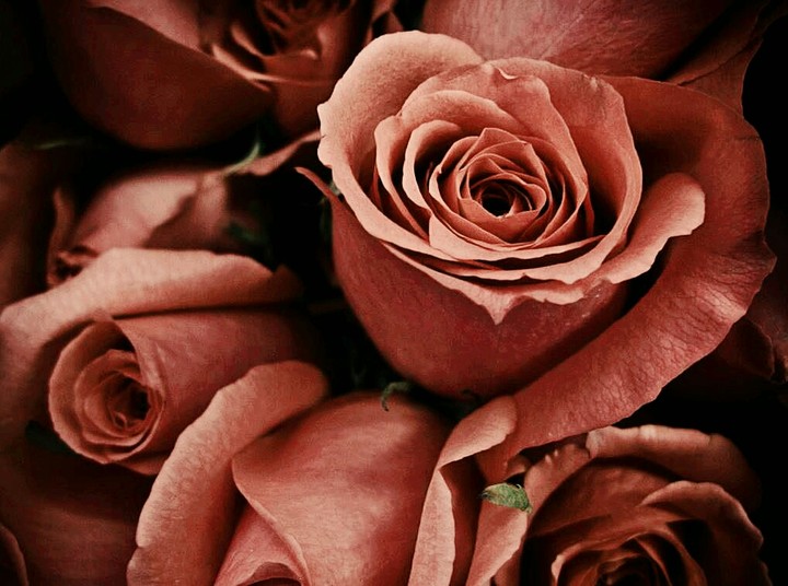 rose...♥♥
