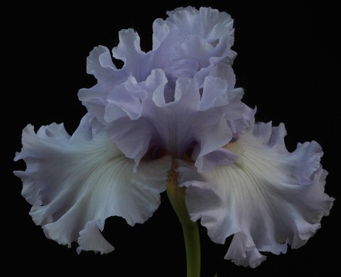 tapety flower, orchids