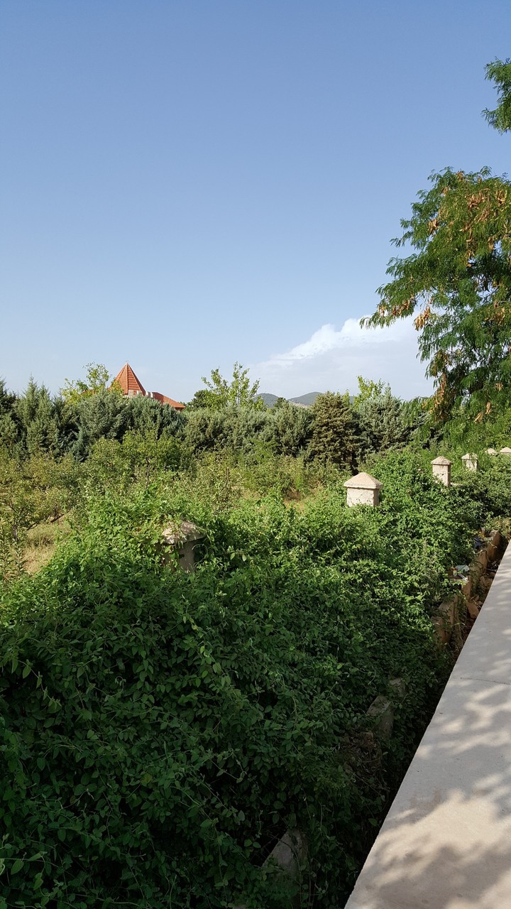 plants