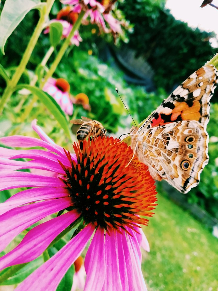 Butterfly