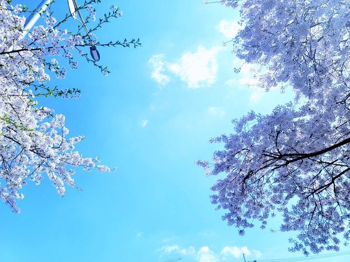 꽃