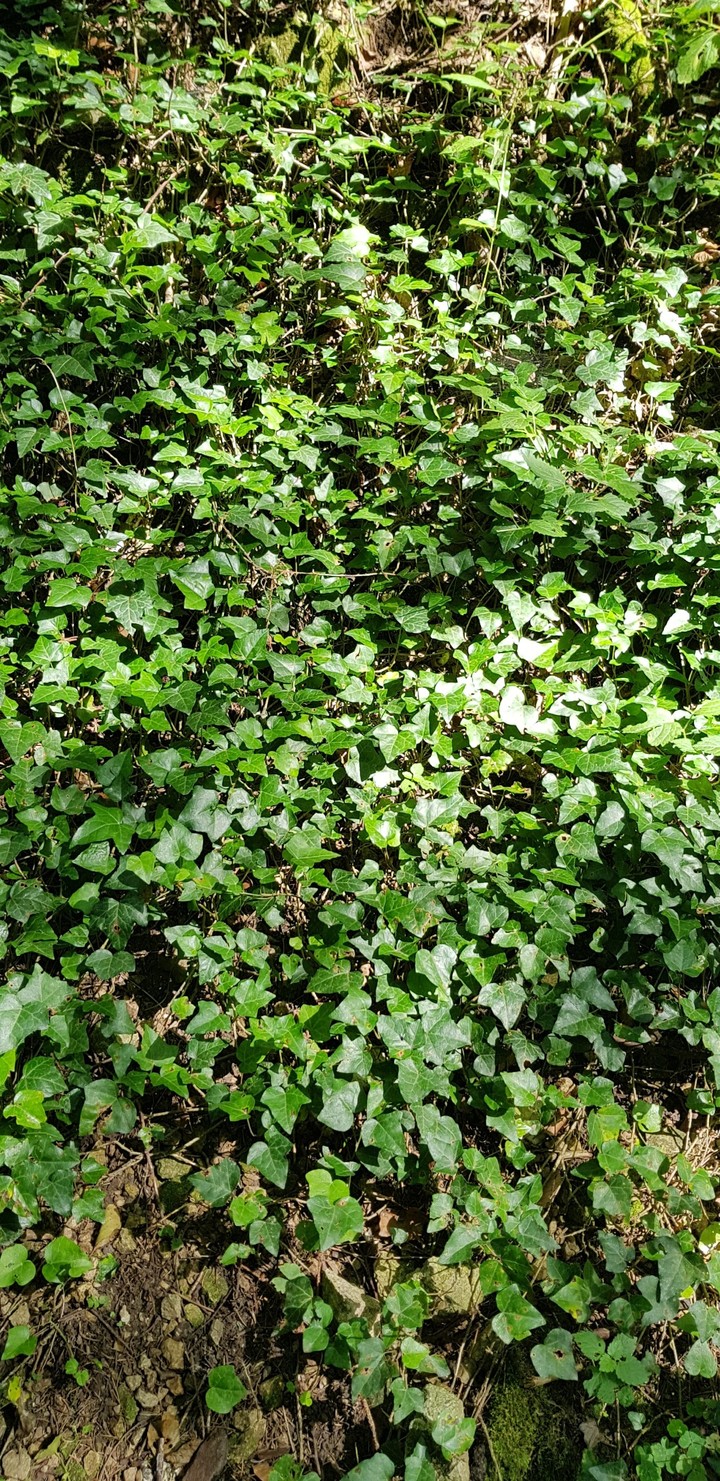 ivy