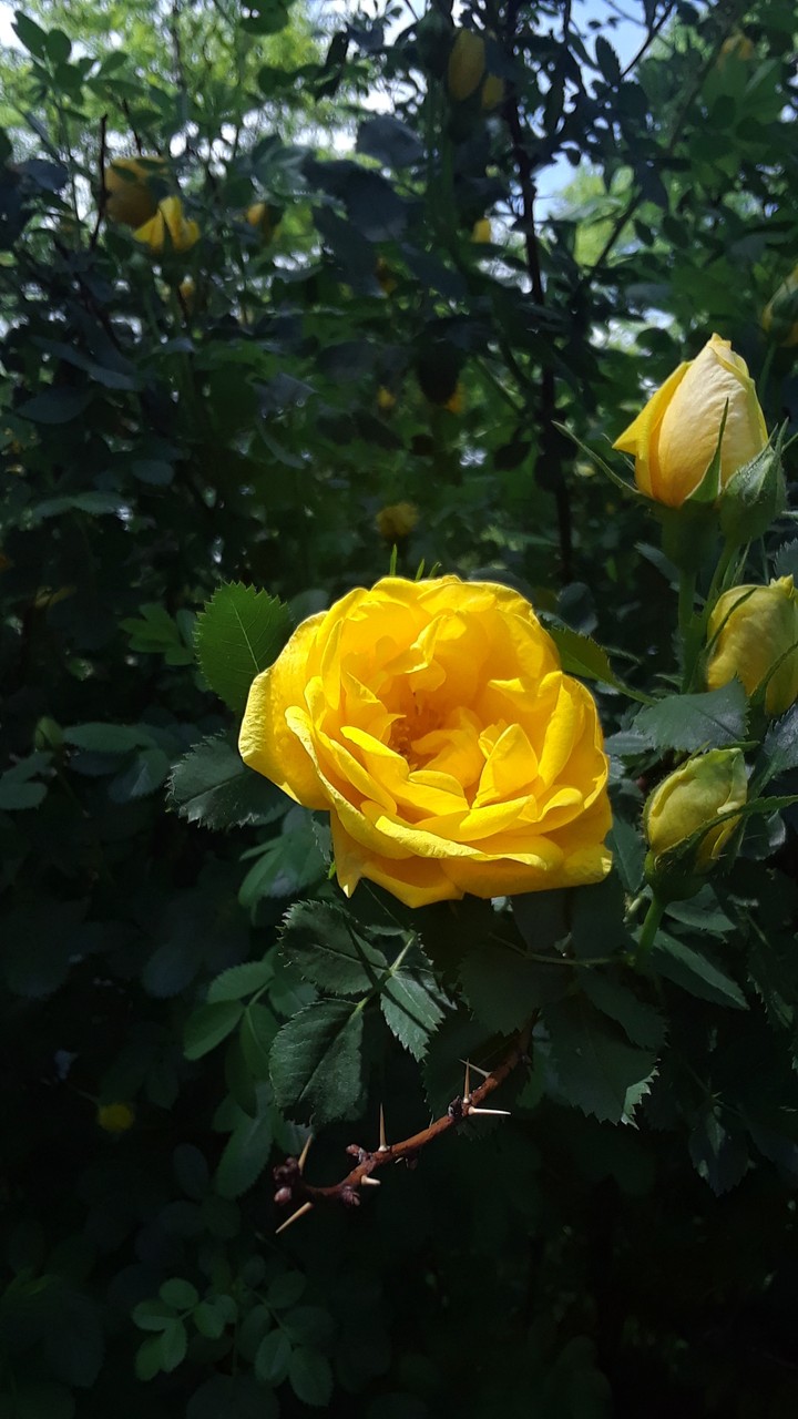 gotta love yellow flowers♡