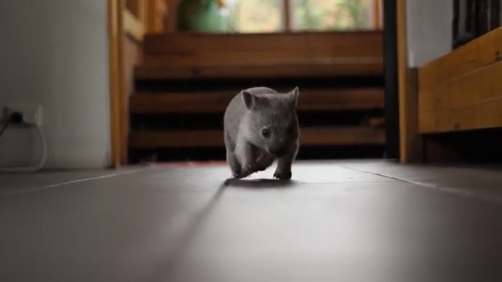 Wombat