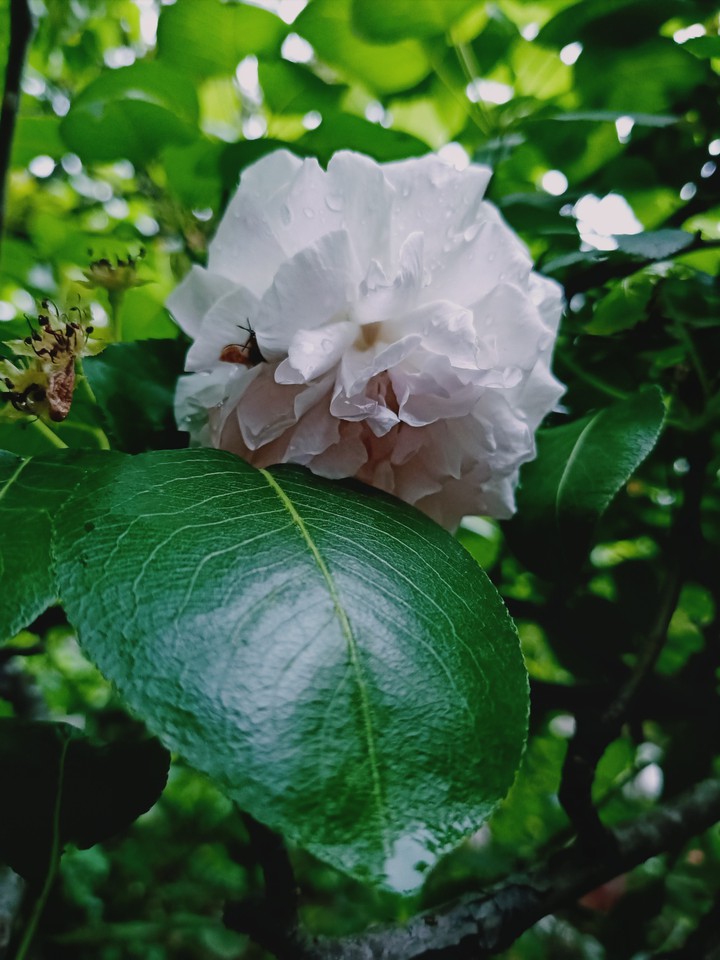 Blossom