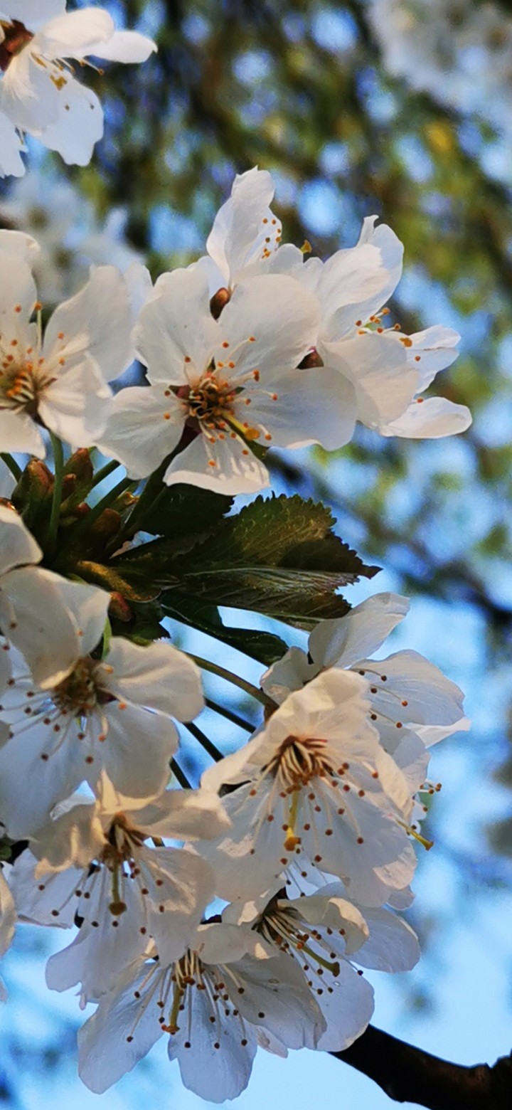 blossom zoom