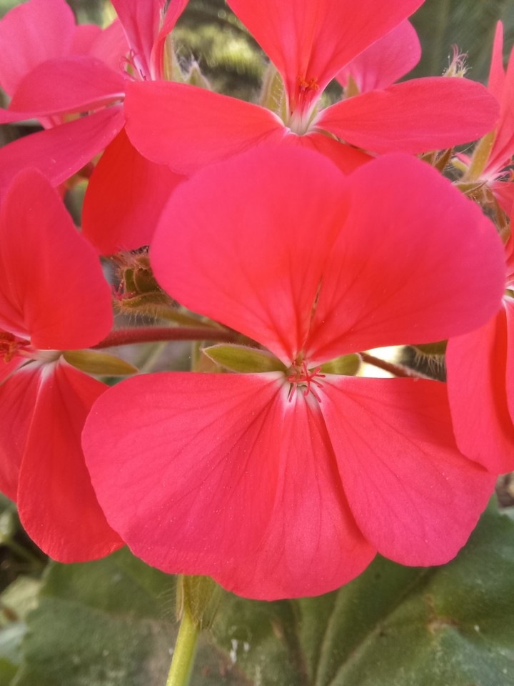 fleurs