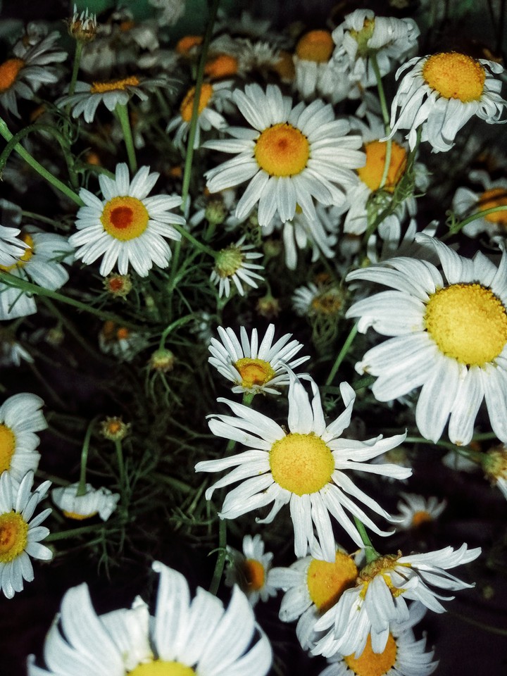 flowers