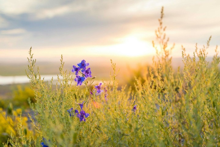 purple