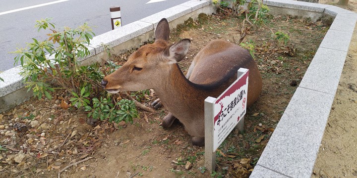 喜哉喜哉
