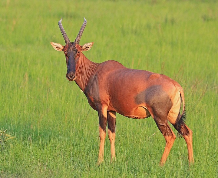Topi (Damaliscus lunatus jimela)