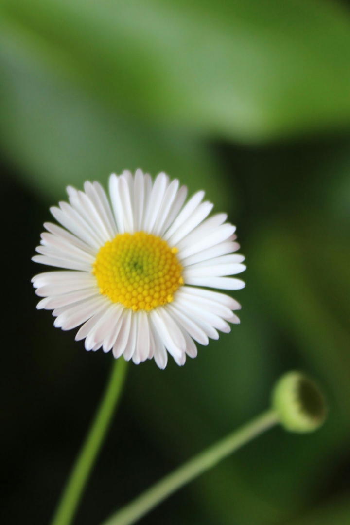white flowe
