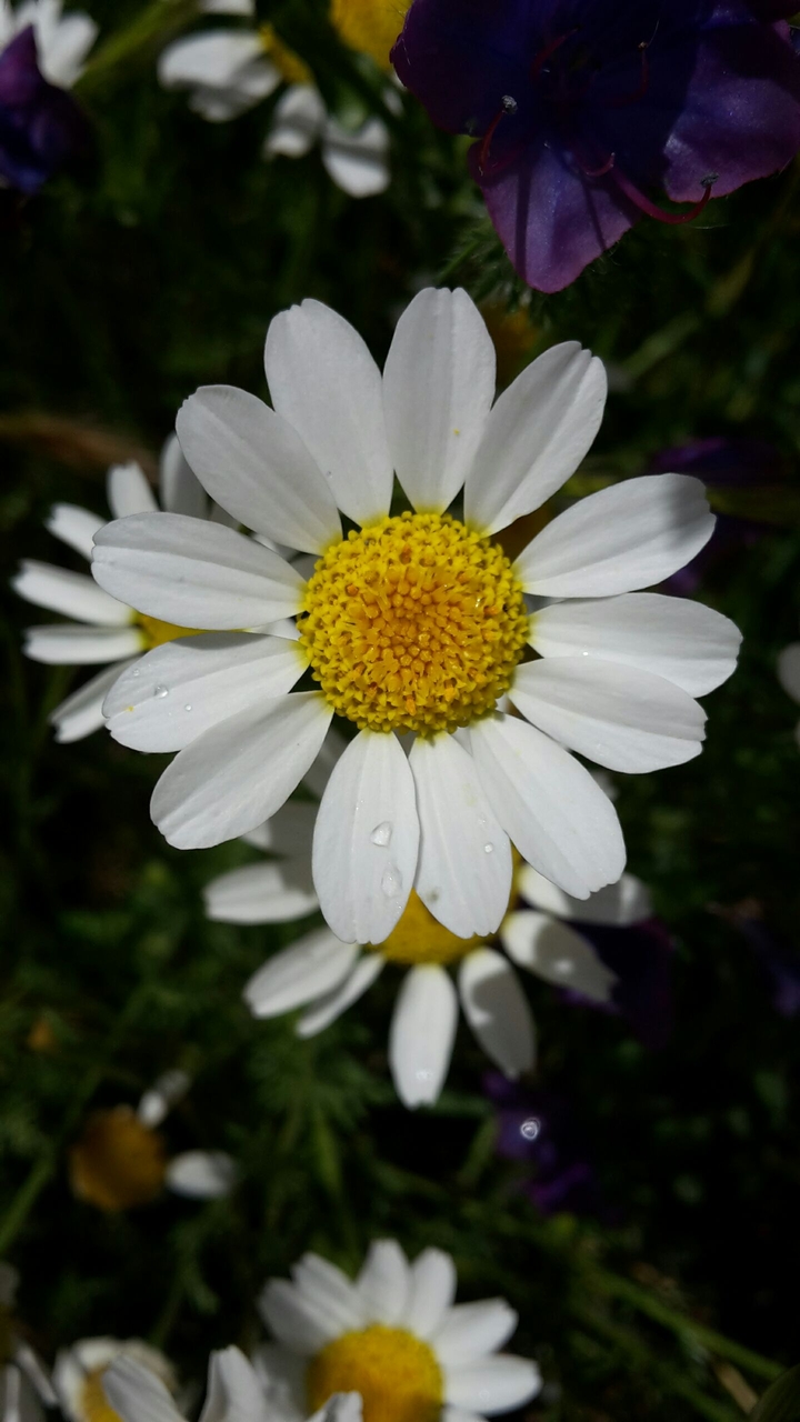 flor