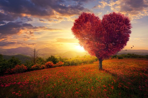 tapety tree, phenomenon
