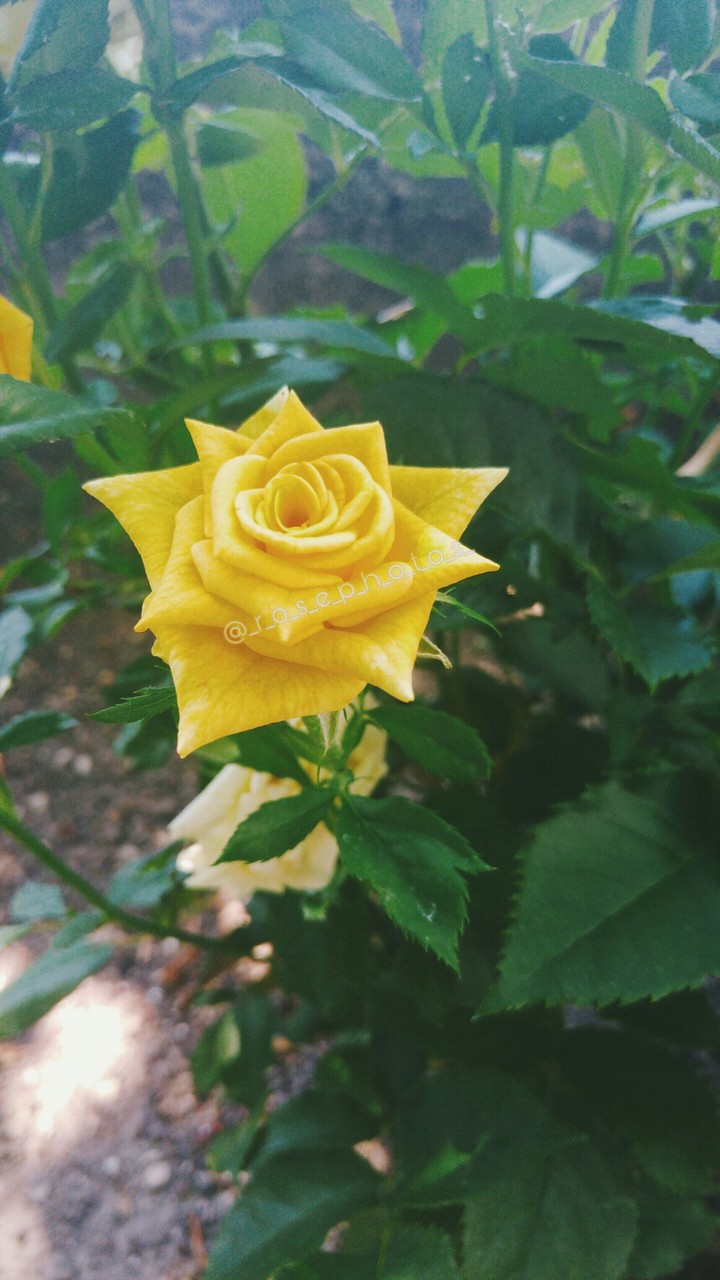 rose