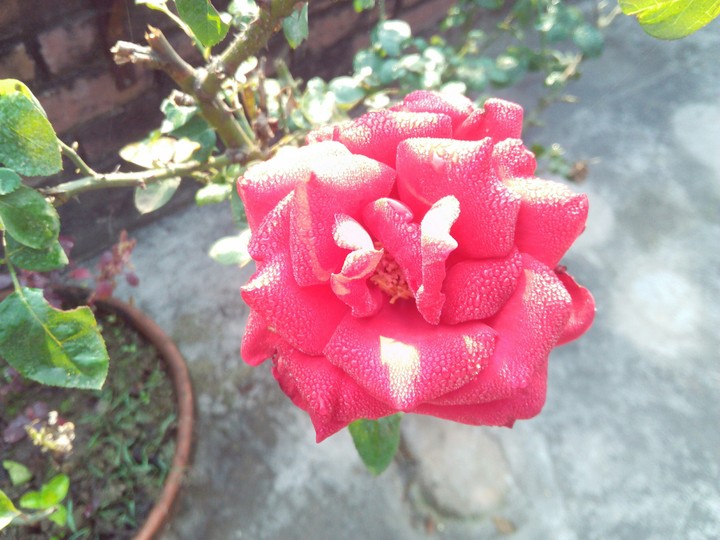 love